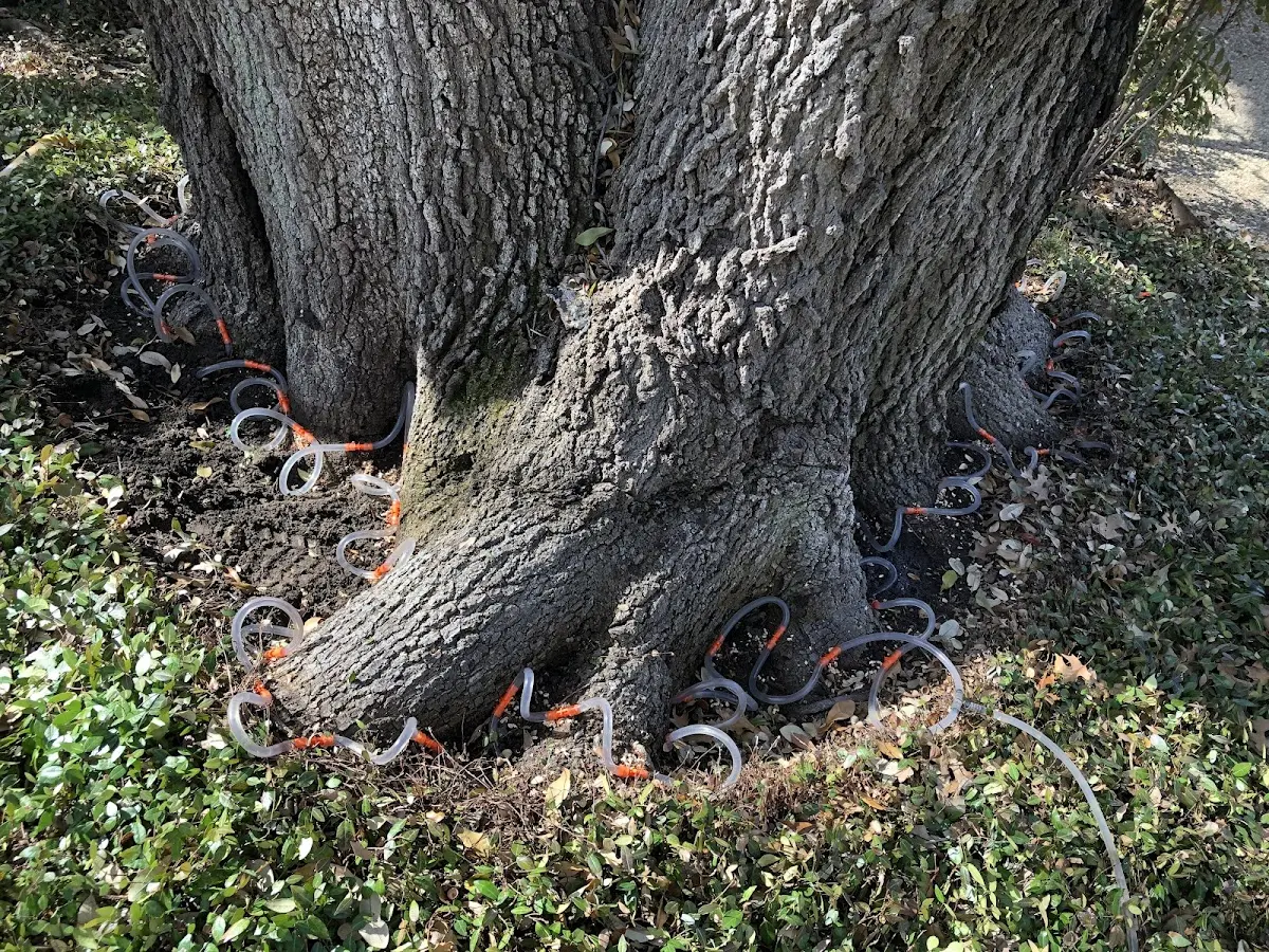 Detailed Tree Cabling and Bracing job site in Cattaraugus